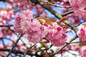 A flower or cluster of flowers. Free Pink Blossomed Sakura Flowers Stock Photo Freeimages Com