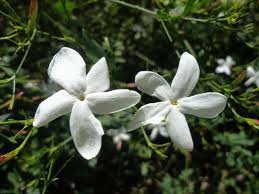 Image result for Jasminum pauciflorum