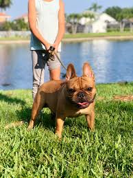 To bring you the healthiest, best looking, most exclusive pedigrees to every french bulldog lover here in south florida and around the world. Sunshine State Frenchies