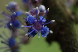 Image result for Memecylon sp. D