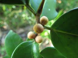 Image result for Fuirena microcarpa