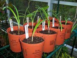 How To Grow Agapanthus From Seed Agapanthus Propagating Plants Growing Seeds