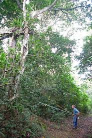 Image result for Ficus sansibarica