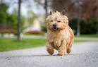 PuppyFind | Norwich Terrier Puppies for Sale