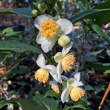 Image result for Camellia sinensis