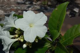 Image result for Cordia torrei