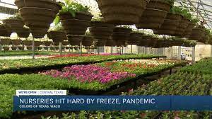 Whether you're a local or just passing through, our waco locations are a great place to visit. Waco Nursery Bounces Back After Being Hit Hard By Freeze Pandemic