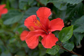 Image result for Hibiscus rhabdotospermus