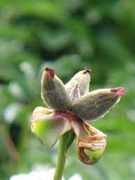 Most seed is still developing (green pods); Peonies From Seed Planting Peonies Growing Peonies Peonies Garden
