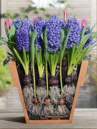 Lasagne Planting Method Bulb Flowers Container Gardening Flowers Spring Plants