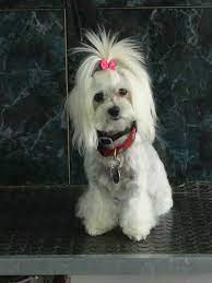 We did not find results for: Posh Pets Spain Recommended Pet Boarding Services On The Costa Del Sol