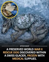 Posted by FAM Networks | Preserved WWII rescue dog discovered with medical supplies in glacier 🗺️🧊 High above the frozen stillness of a Swiss glacier, climbers encountered a discovery that froze them