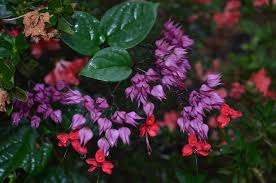 Image result for Clerodendrum lutambense
