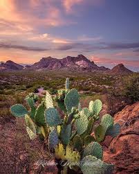 Cactus valley in baja california. Richtermachthunder Dona Ana Mountain Prickly Pear Cactus Sunset Purenewmexico Purelascruces Beautiful New Instagram Prickly Pear Cactus New Mexico