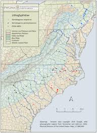 Image result for Gilgiochloa