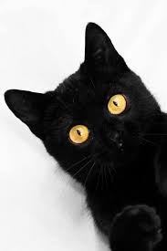 Black And White Cat Breeds With Yellow Eyes Black Cat Beautiful Cats Pretty Cats Cats And Kittens