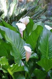 Image result for Zantedeschia aethiopica
