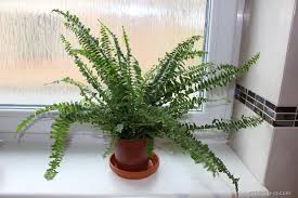 Image result for ledviník