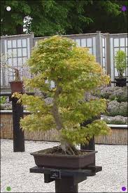 Top 22 Trees To Grow As Bonsai Page 2 Of 2 Garden Pics And Tips Shade Plants Plants Bonsai Garden