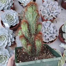 Image result for Cereus jamacaru