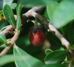 Image result for Diospyros lycioides