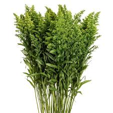 Image result for Solidago