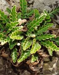 Image result for Vittaria reekmansii