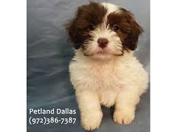 This puppy is current on vaccines. Maltipoo Puppies Petland Dallas Tx