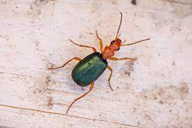 Maybe you would like to learn more about one of these? Obrazek Brachinus Explodens Prskavec Mensi Biolib Cz