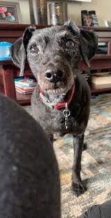 Adopt Shadow On Petfinder Dog Adoption Poodle Mix Dogs Beautiful Dogs
