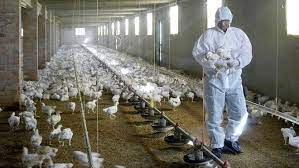 El brote estuvo ligado a los pollos. Dos Cientificos Chinos Advierten Del Riesgo De La Llegada De Una Nueva Pandemia La Gripe Aviar H5n8 Marca