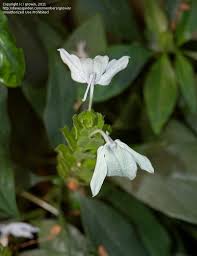 We did not find results for: Plantfiles Pictures Green Shrimp Green Ice Crossandra Turquoise Crossandra Ecbolium Viride By Dinu