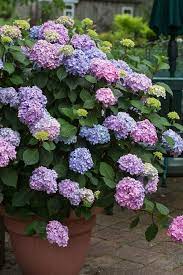 Penny Mac Hydrangea Reblooming Blooms All Summer Cold Hardy To 20f Named A Louisiana Super Plant Selection For Spring 2012 Pixies Dud In 2021 Container Plants Plants Planting Hydrangeas