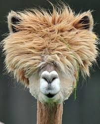 Messy Hair Alpaca Reminds Me Of One Of The Dogs In The 101 Dalmations Movie Animals Beautiful Shaved Alpaca Llama