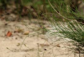 Image result for Equisetum ramosissimum