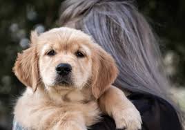 How many calories does my golden retriever need? 5 Best Dog Foods For Golden Retrievers In 2021 Doggowner