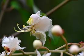 Image result for Hiptage benghalensis