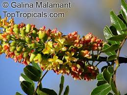 Image result for Tara spinosa