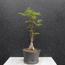 Image result for Hymenodictyon