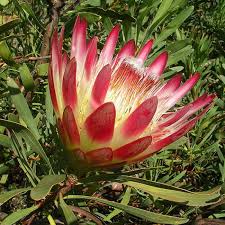 Image result for Ipomoea protea