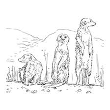 2) click on the coloring page image in the bottom half of the screen to make that frame active. Top 10 Meerkat Coloring Pages