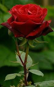 Esperando A Mi Amor Flores Bonitas Rosas Bonitas Rosas De Te Hibridas