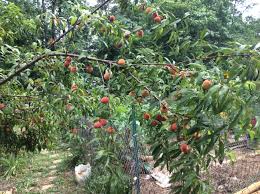 We did not find results for: Fruit Trees From Seed Trees Forum At Permies