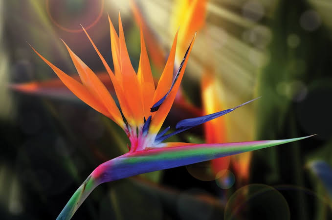 How to Grow Beautiful Bird of Paradise Flowers