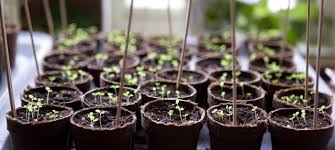 But what is peat moss? Peat Moss What It Is And How It Is Used In Gardening