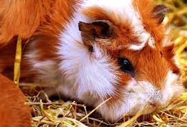 Guinea Pig Dying Process 10 Sad Stages To The Next Life