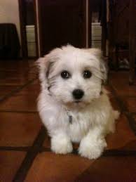 The Blog — Ira Bloom