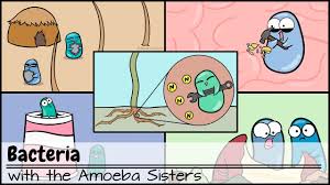 The pedigrees handout for students is available for free on our website www.amoebasisters.com/handouts and uses our pedigrees amoeba sisters video. Bacteria Updated Youtube
