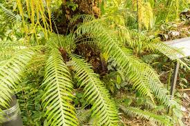Image result for Blechnum attenuatum
