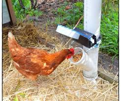 Auto Door For Chicken Feeder Kumes Tavukculugu Tavuk Kumesleri Kumes